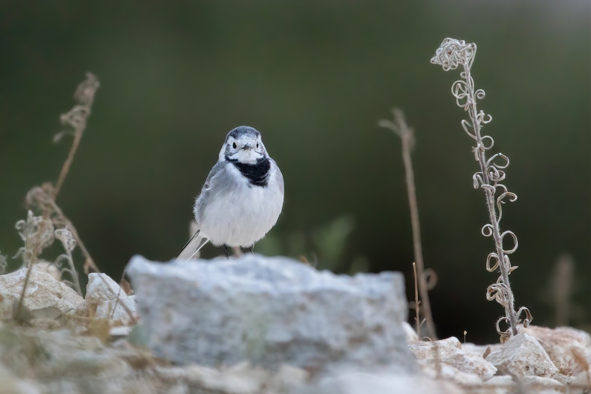 白鶺鴒 - ML644311801