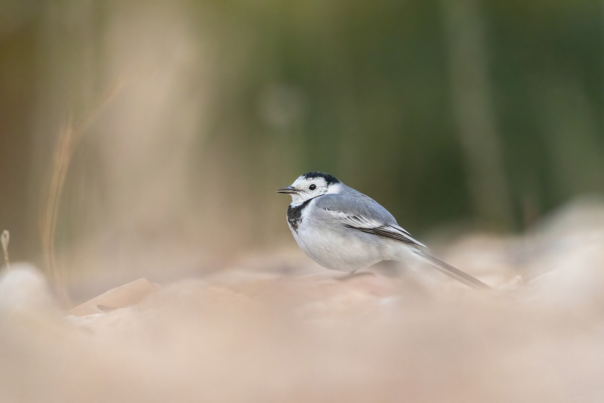 白鶺鴒 - ML644311802