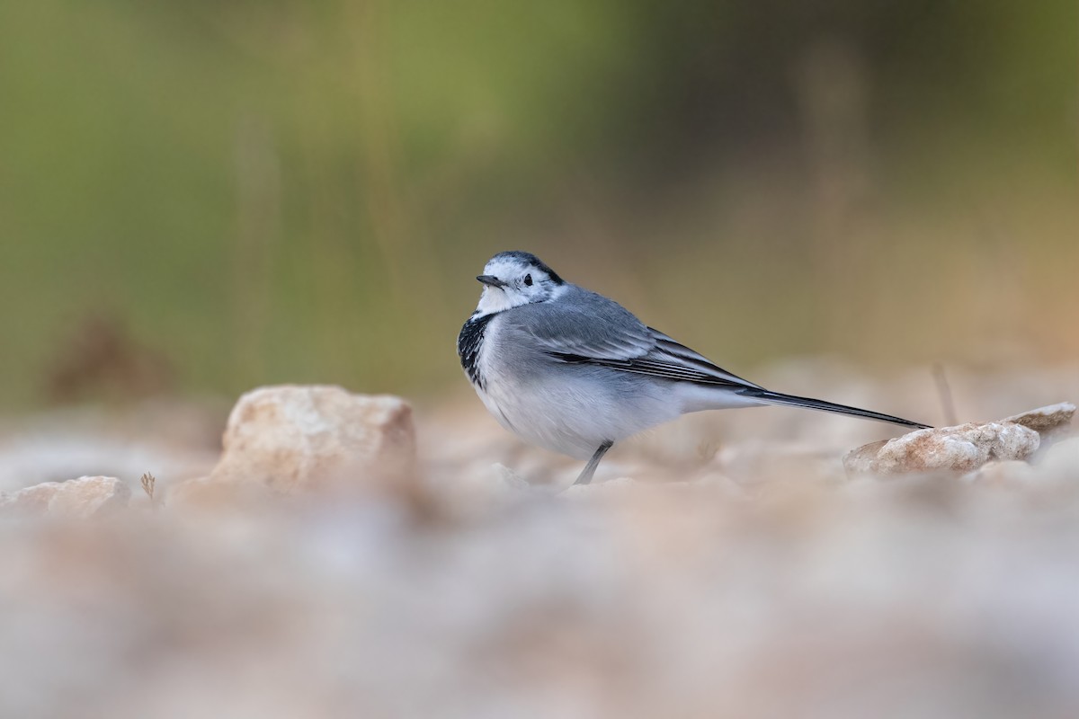 白鶺鴒 - ML644311803