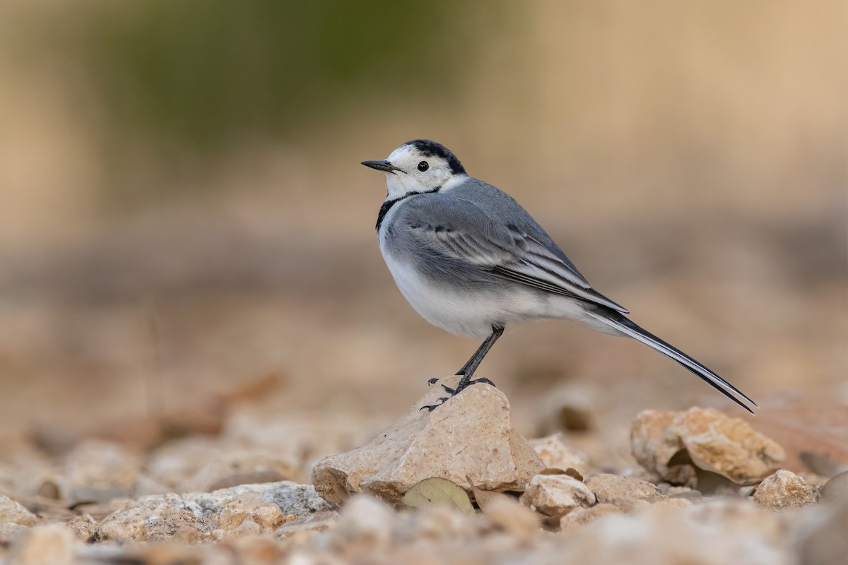 白鶺鴒 - ML644311804