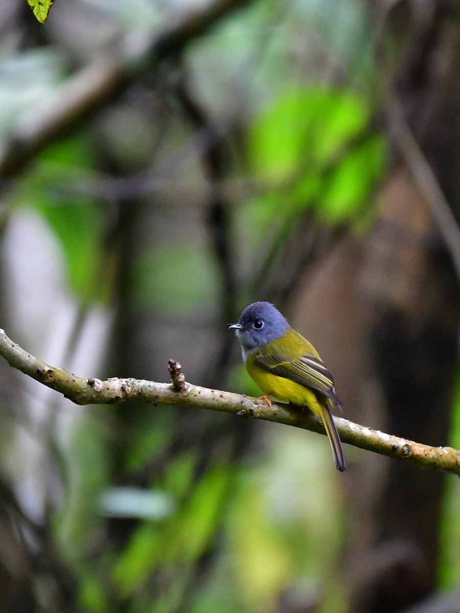 Gray-headed Canary-Flycatcher - ML644311812