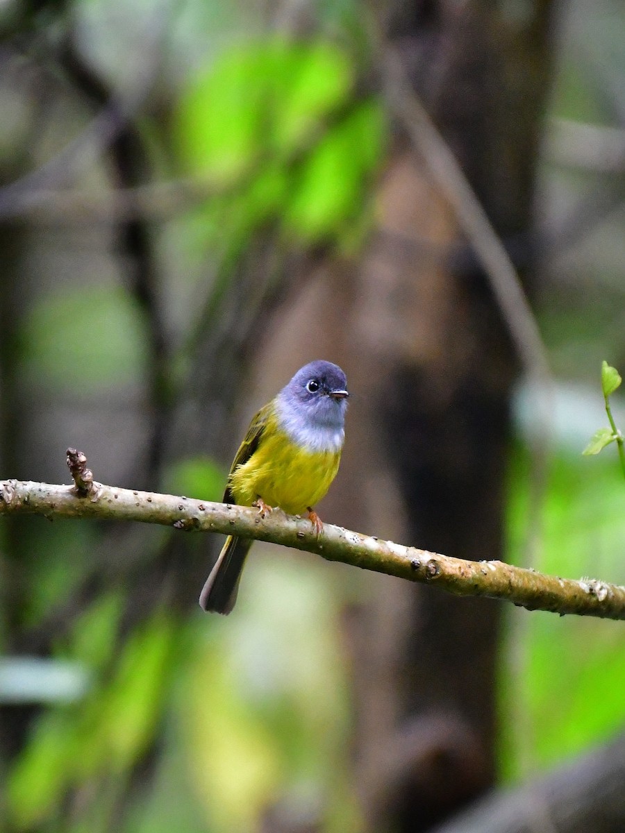 Gray-headed Canary-Flycatcher - ML644311813