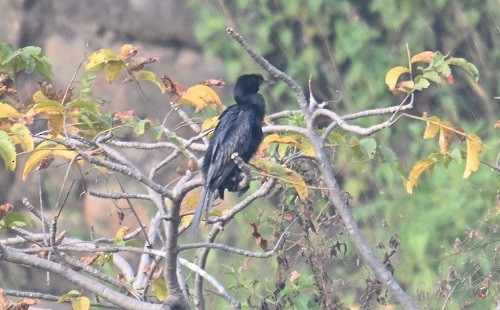 Little Cormorant - ML644311824