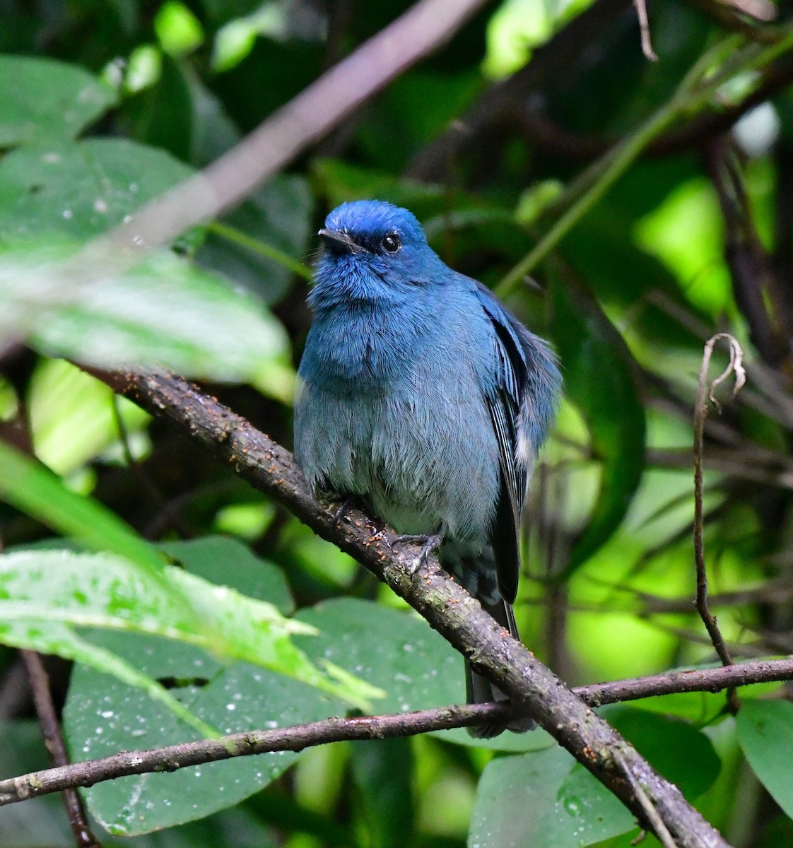 Papamoscas de Los Nilgiri - ML644311841