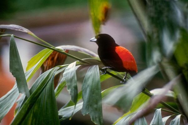 Scarlet-rumped Tanager - ML644311844