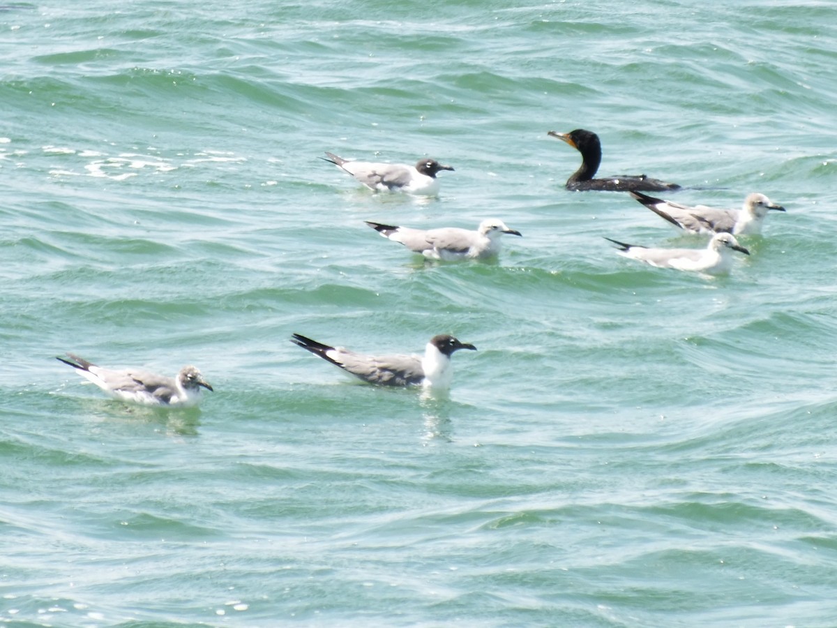 Laughing Gull - ML644311846