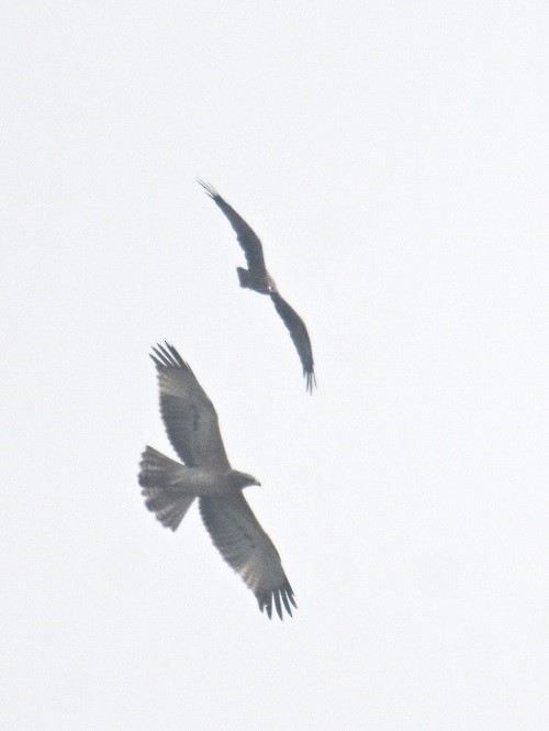 Харсун бүргэд - ML644311851