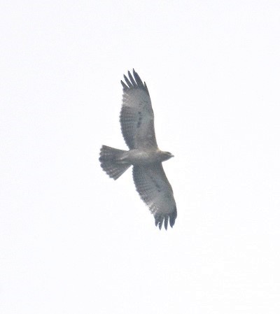 Харсун бүргэд - ML644311852