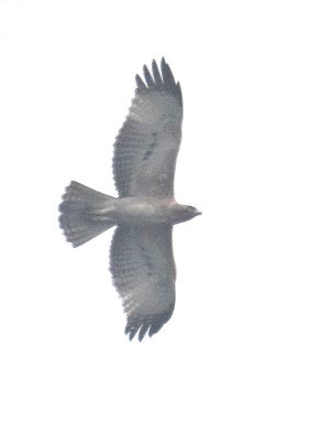 Харсун бүргэд - ML644311853