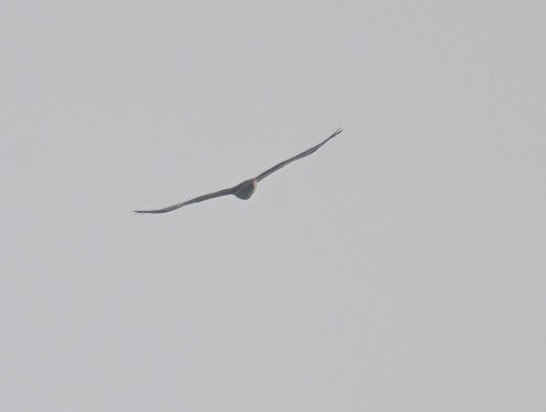 Харсун бүргэд - ML644311854