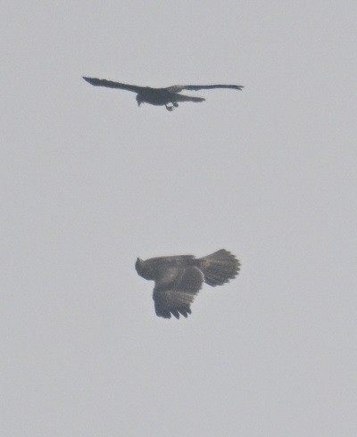 Харсун бүргэд - ML644311855