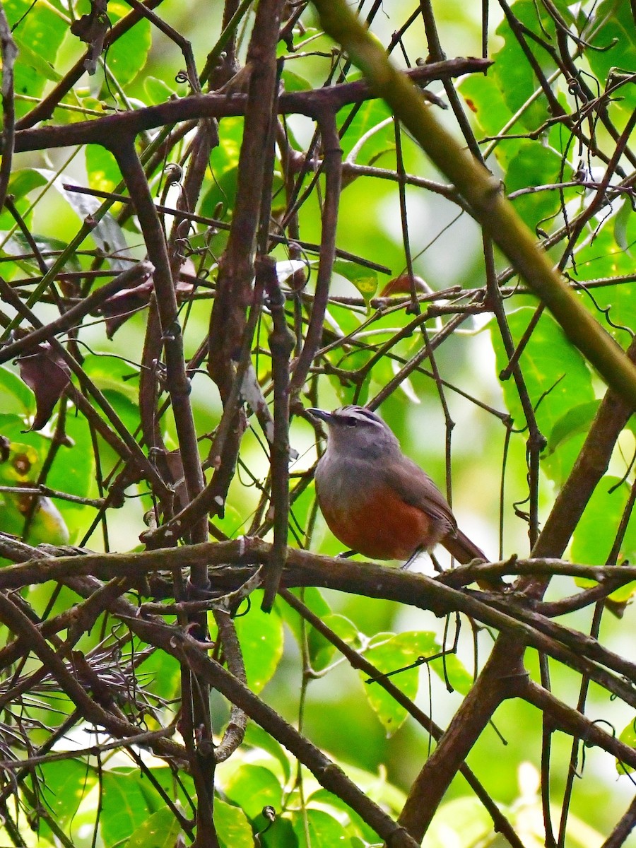 Charlatán de Palani - ML644311865