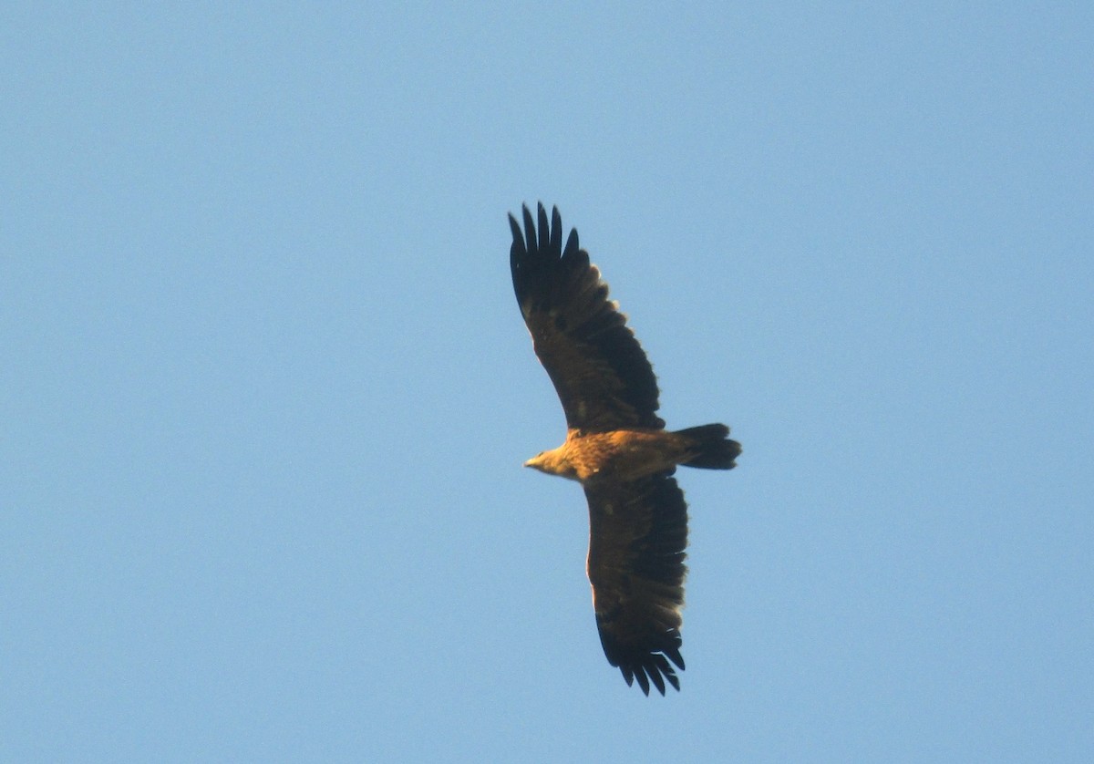 Aigle impérial - ML644311868