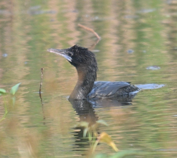 Little Cormorant - ML644311872