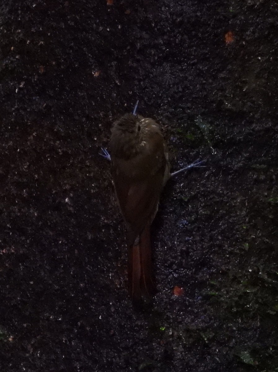 チビオニキバシリ - ML644311873