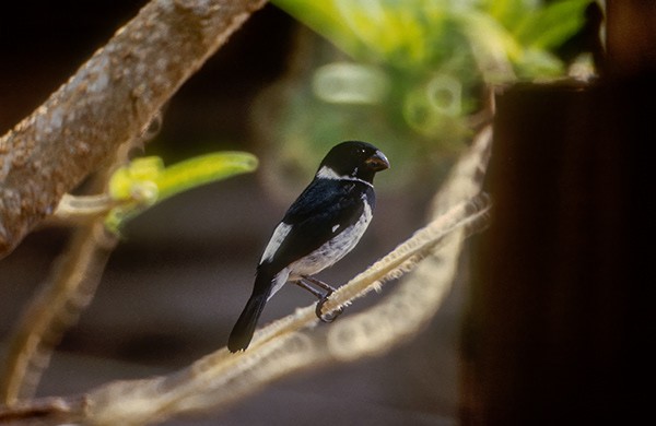 Variable Seedeater - ML644311875