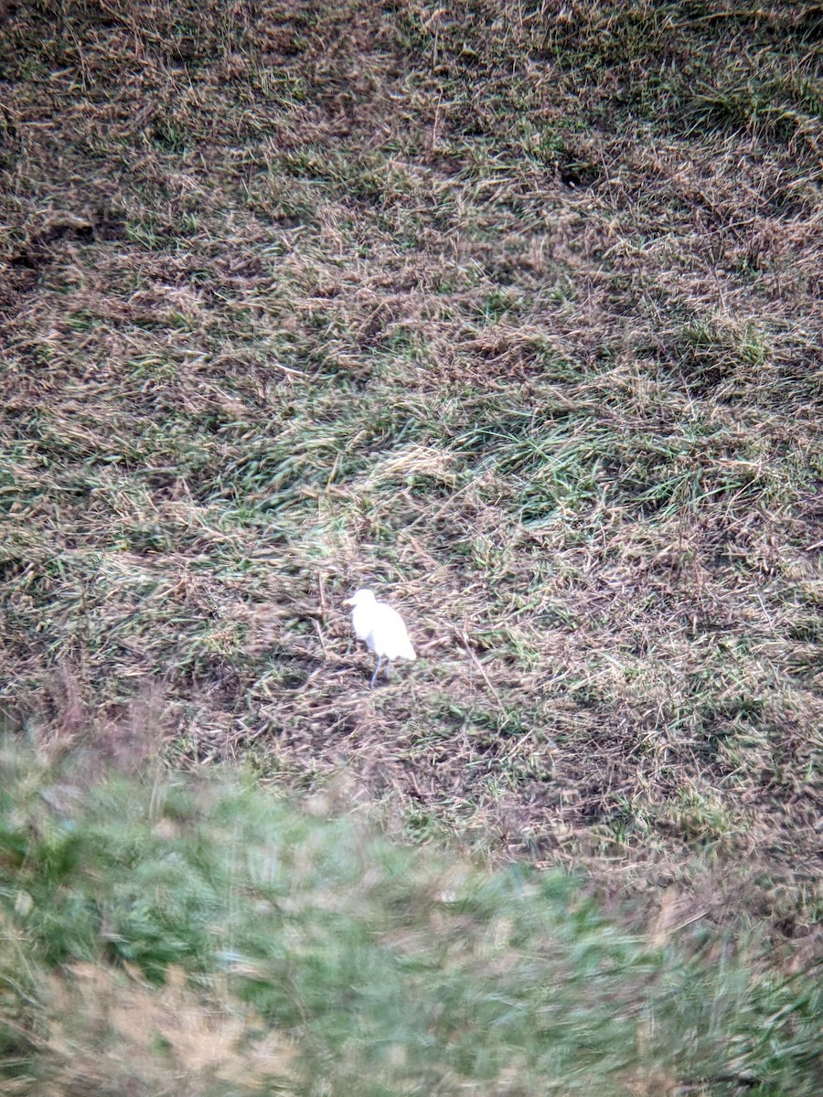 volavka rusohlavá - ML644311879