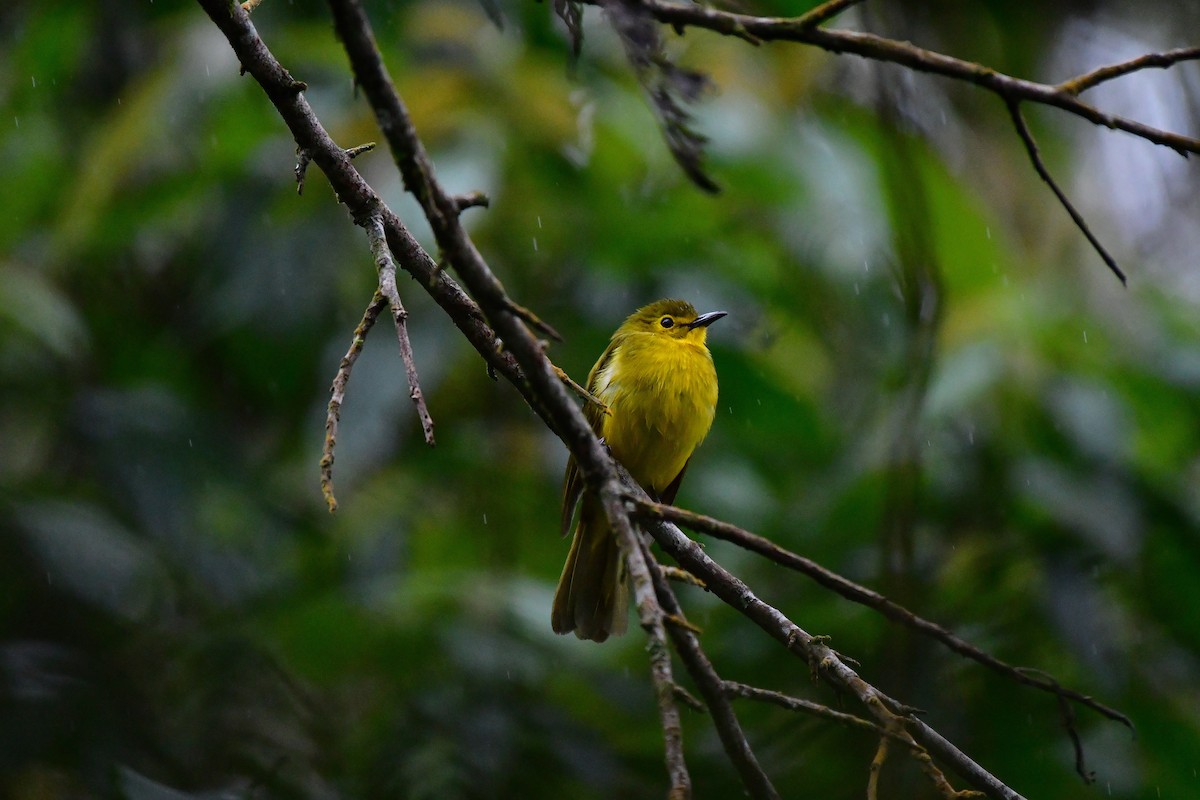 Yellow-browed Bulbul - ML644311881