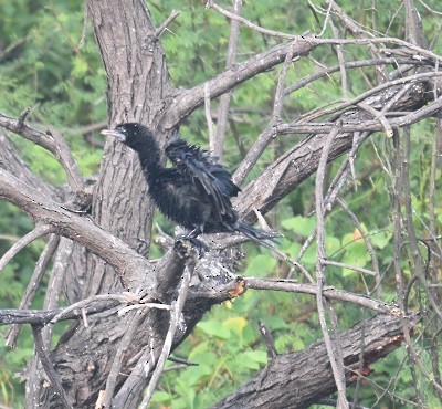 Little Cormorant - ML644311895