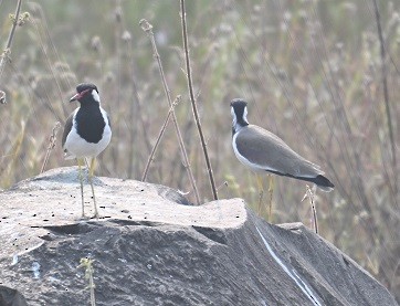 čejka černoprsá - ML644311897