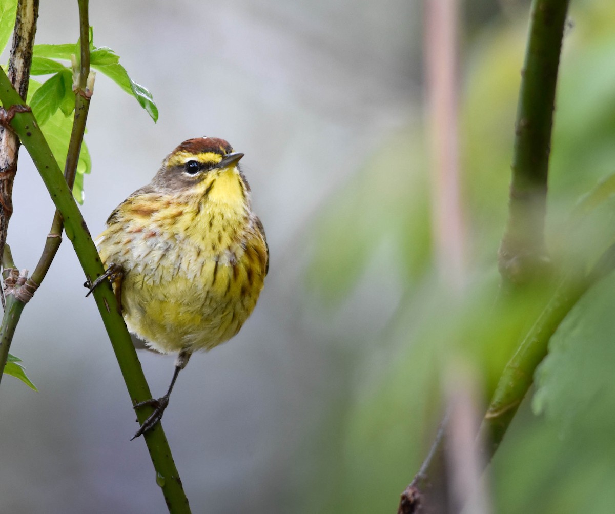 myrparula - ML644311930