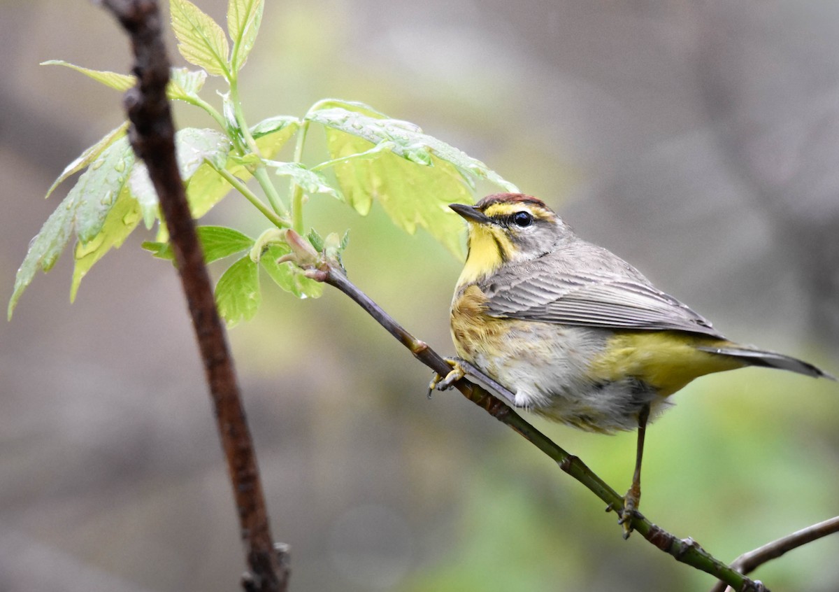 myrparula - ML644311939