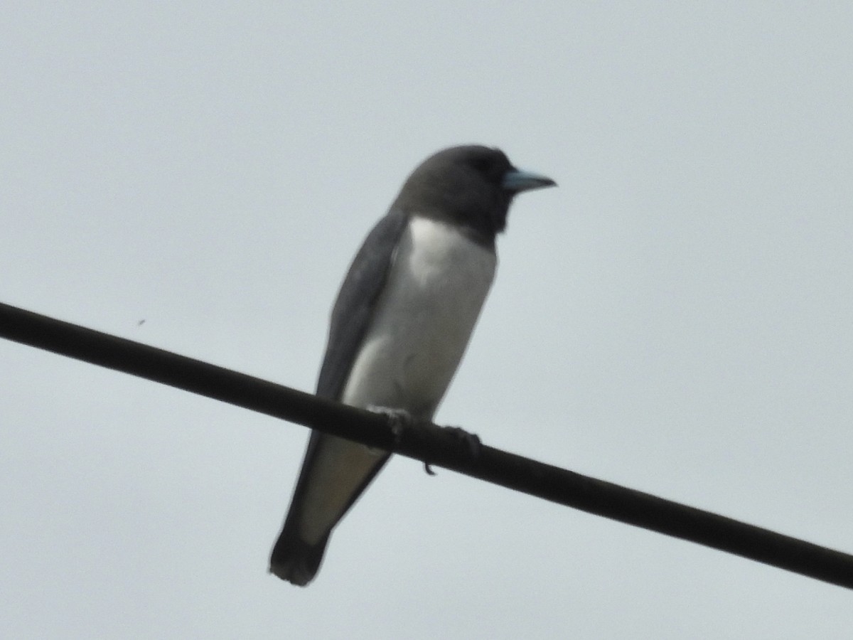 Weißbauch-Schwalbenstar - ML644311943