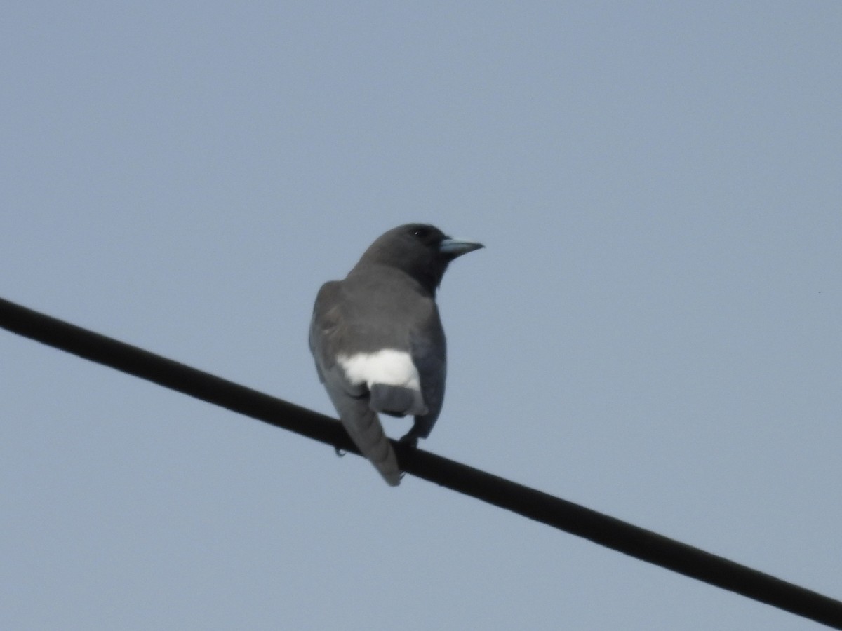 Weißbauch-Schwalbenstar - ML644311944