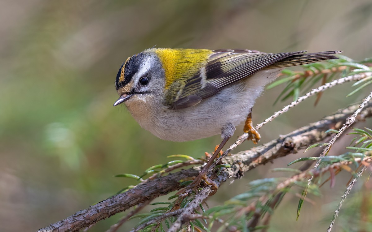 Common Firecrest - ML644311948