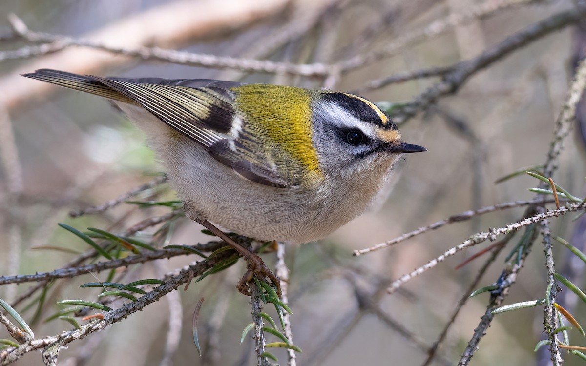 Common Firecrest - ML644311949