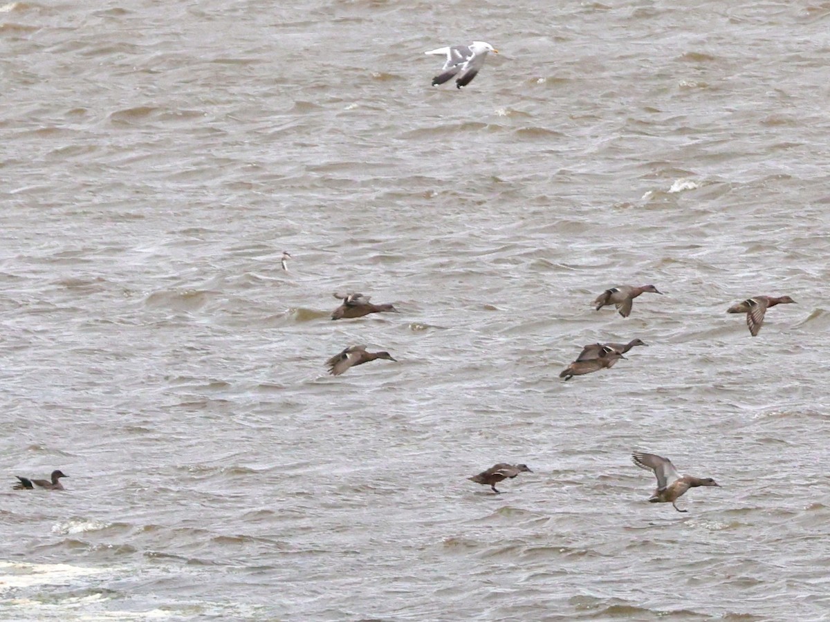 Гэзэгт нугас - ML644311952