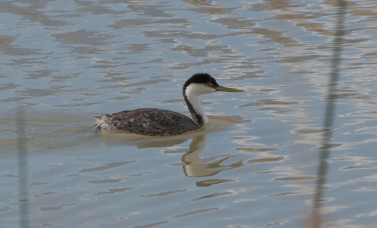 Western Grebe - ML644311953