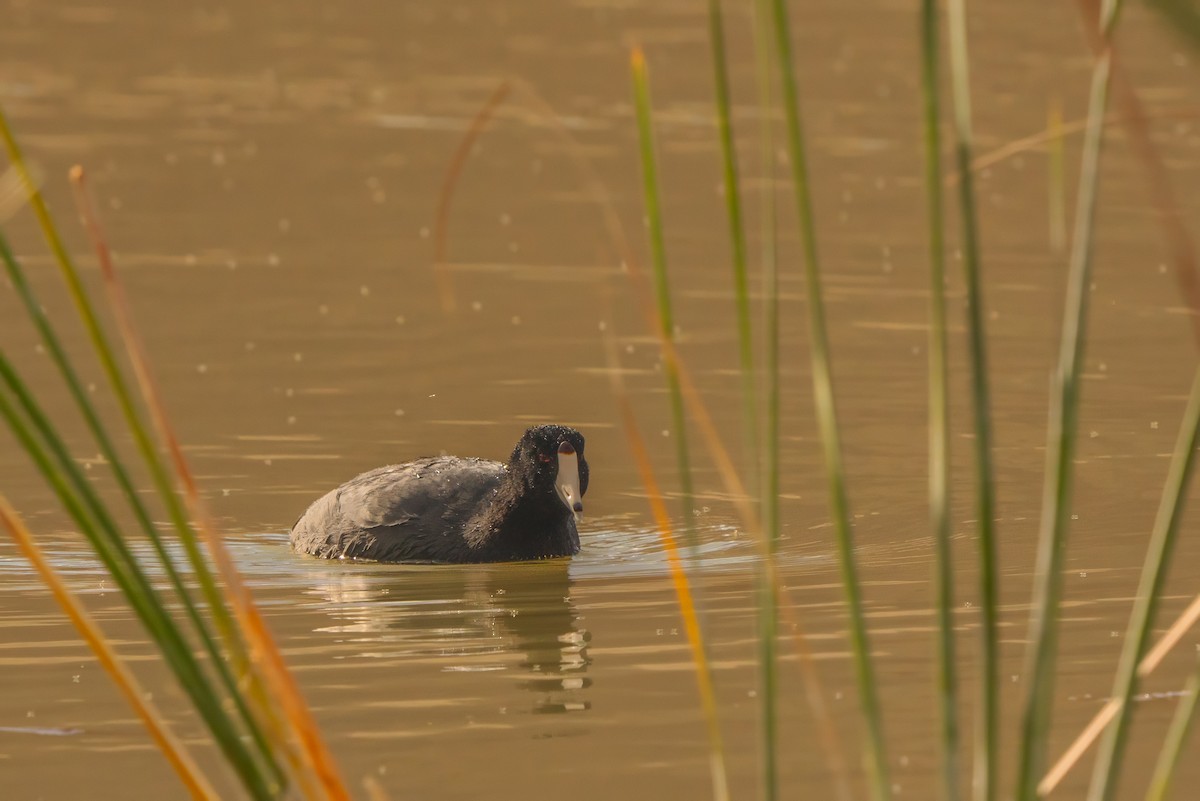 American Coot - ML644311960