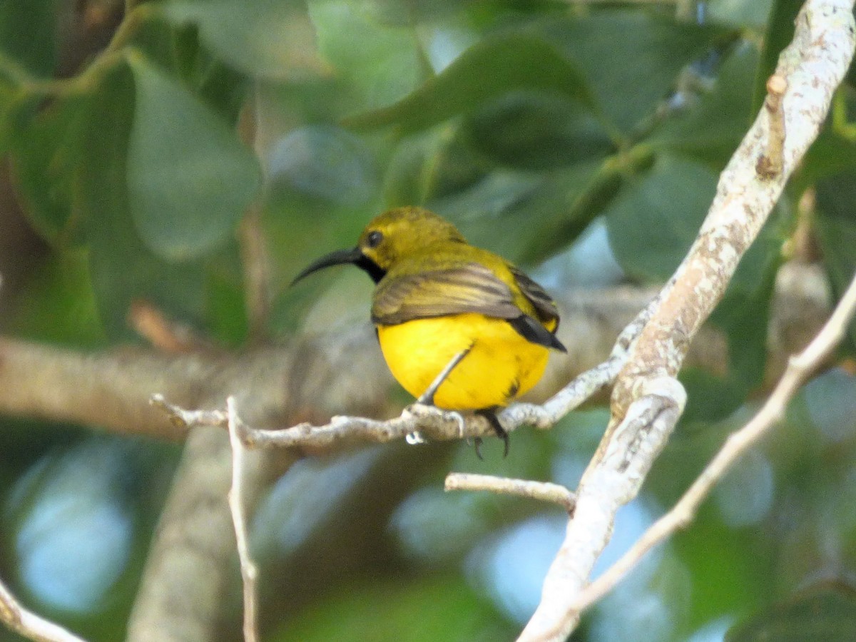 Sahul Sunbird - ML644311961