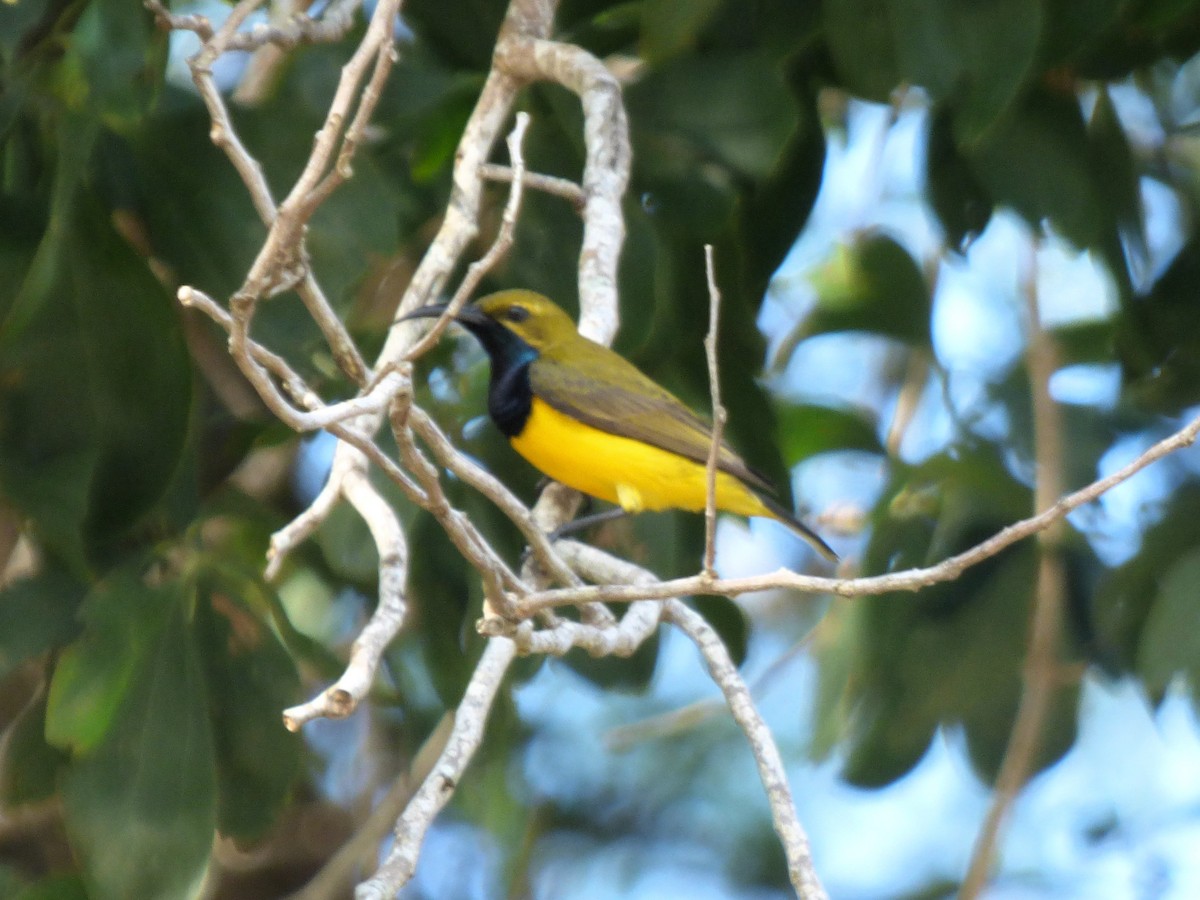 Sahul Sunbird - ML644311962