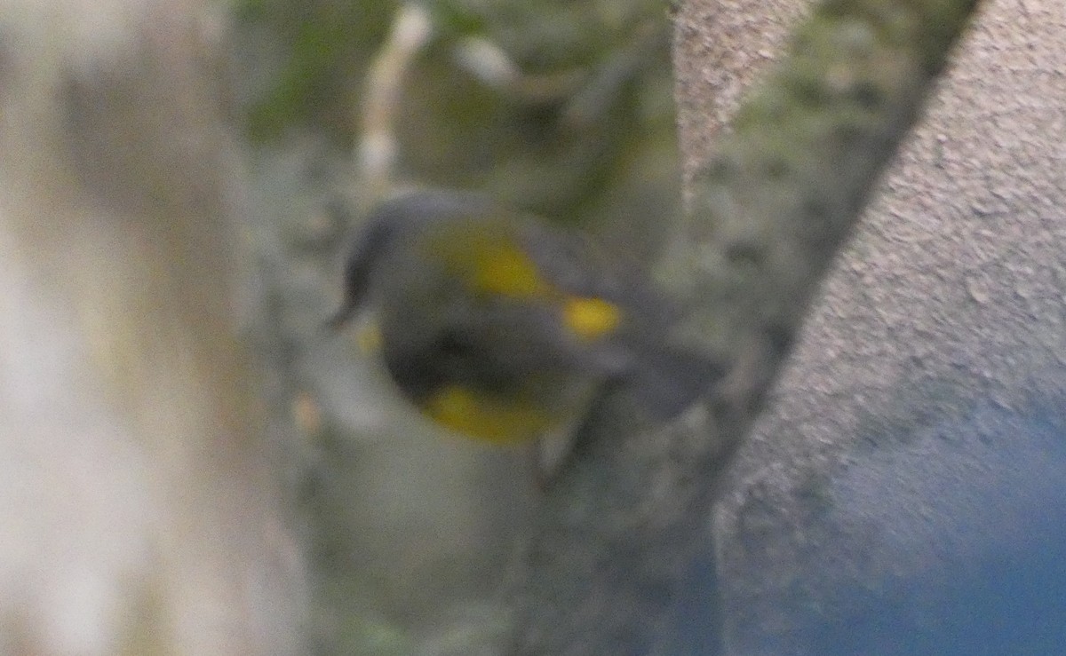 Doğulu Sarı Bülbül - ML644311963