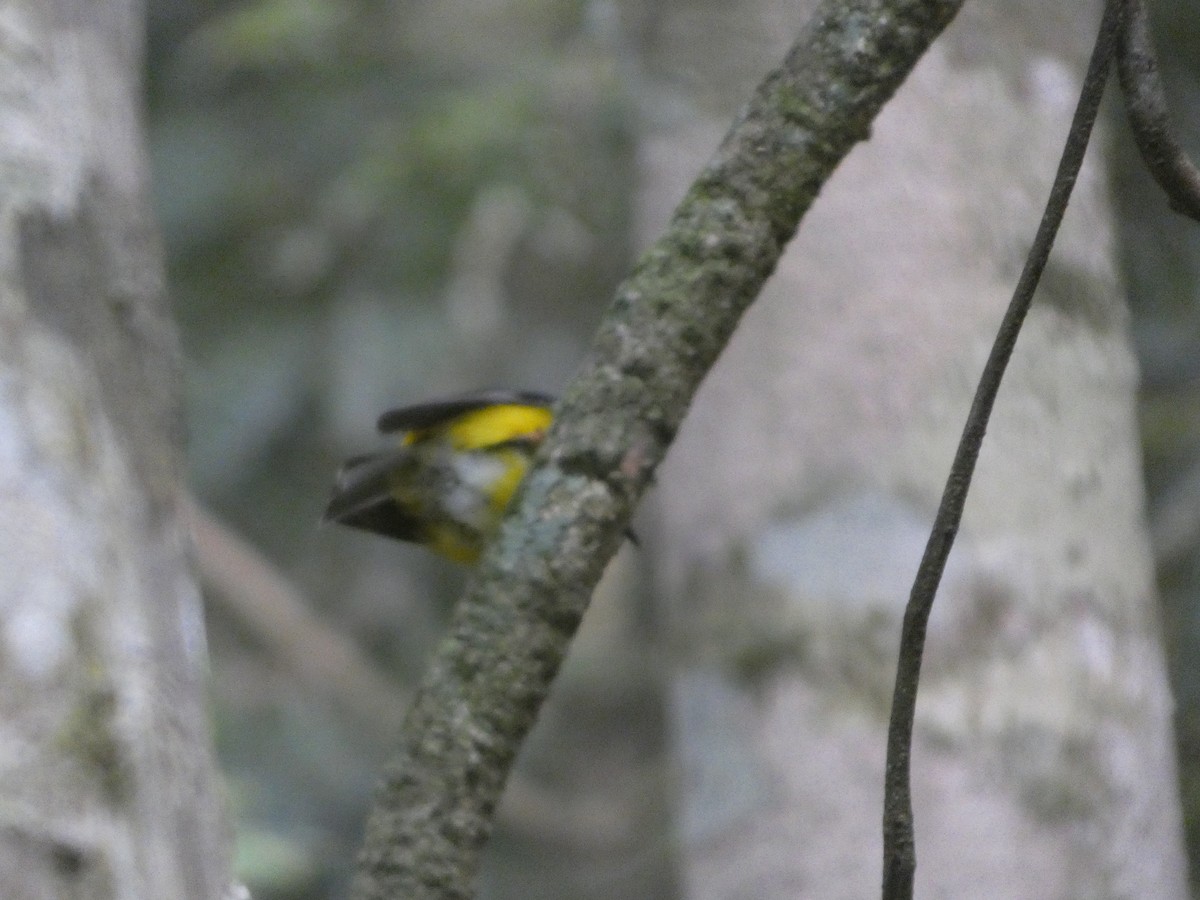 Doğulu Sarı Bülbül - ML644311965