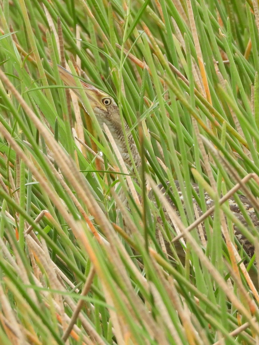 Pinnated Bittern - ML644311970