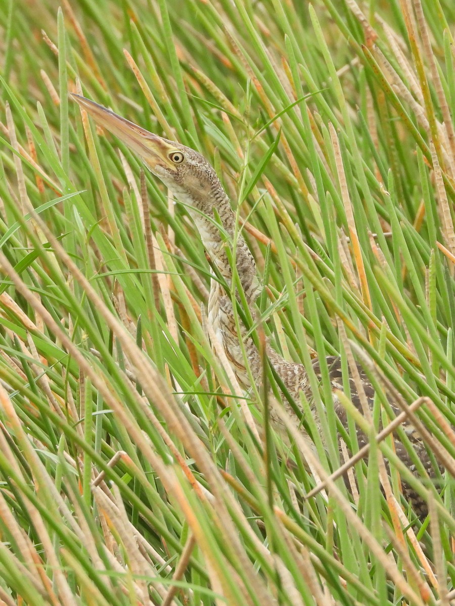 Pinnated Bittern - ML644311972
