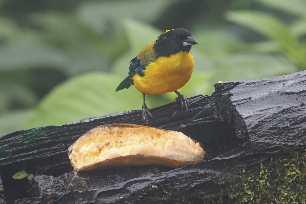 Black-chinned Mountain Tanager - ML644311977