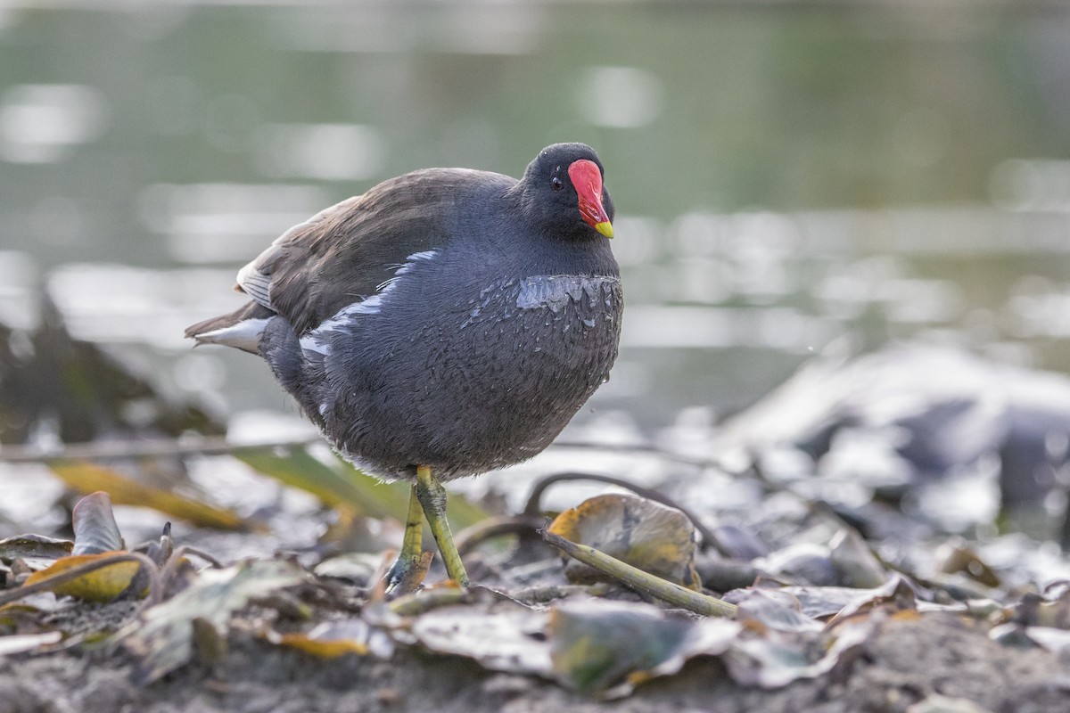 Хажилгат түнжүүр - ML644311981