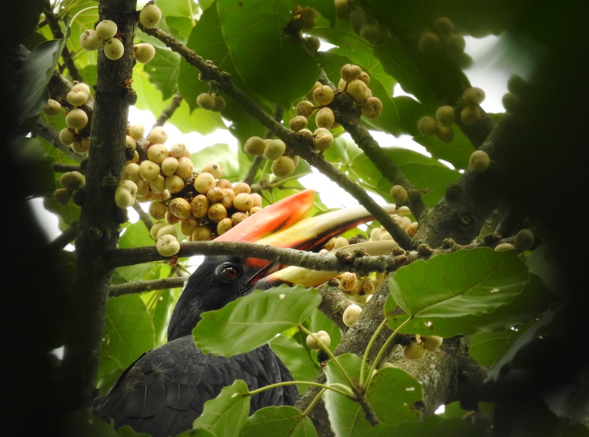 Rhinoceros Hornbill - ML644312000