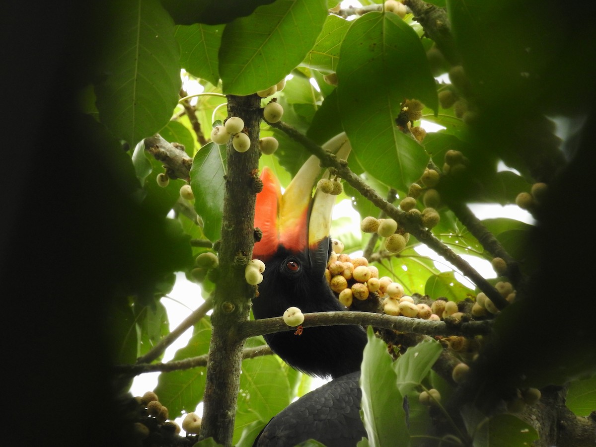 Rhinoceros Hornbill - ML644312001