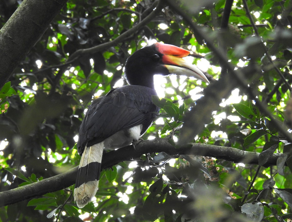 Rhinoceros Hornbill - ML644312002