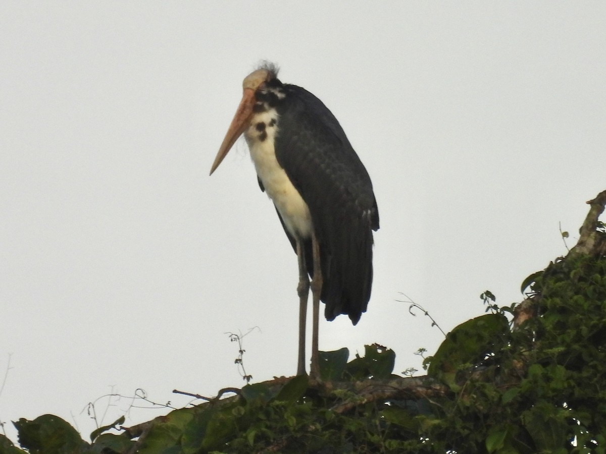 Lesser Adjutant - ML644312007