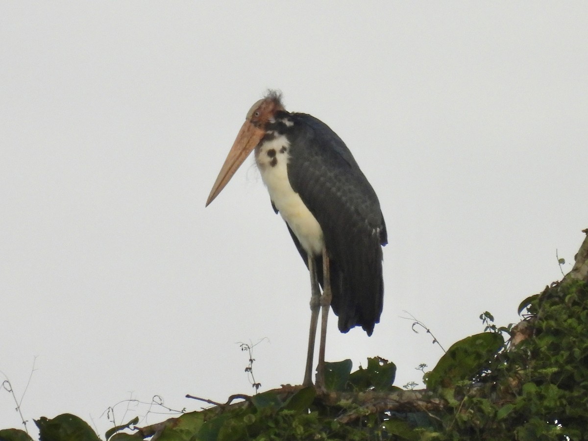 Lesser Adjutant - ML644312008