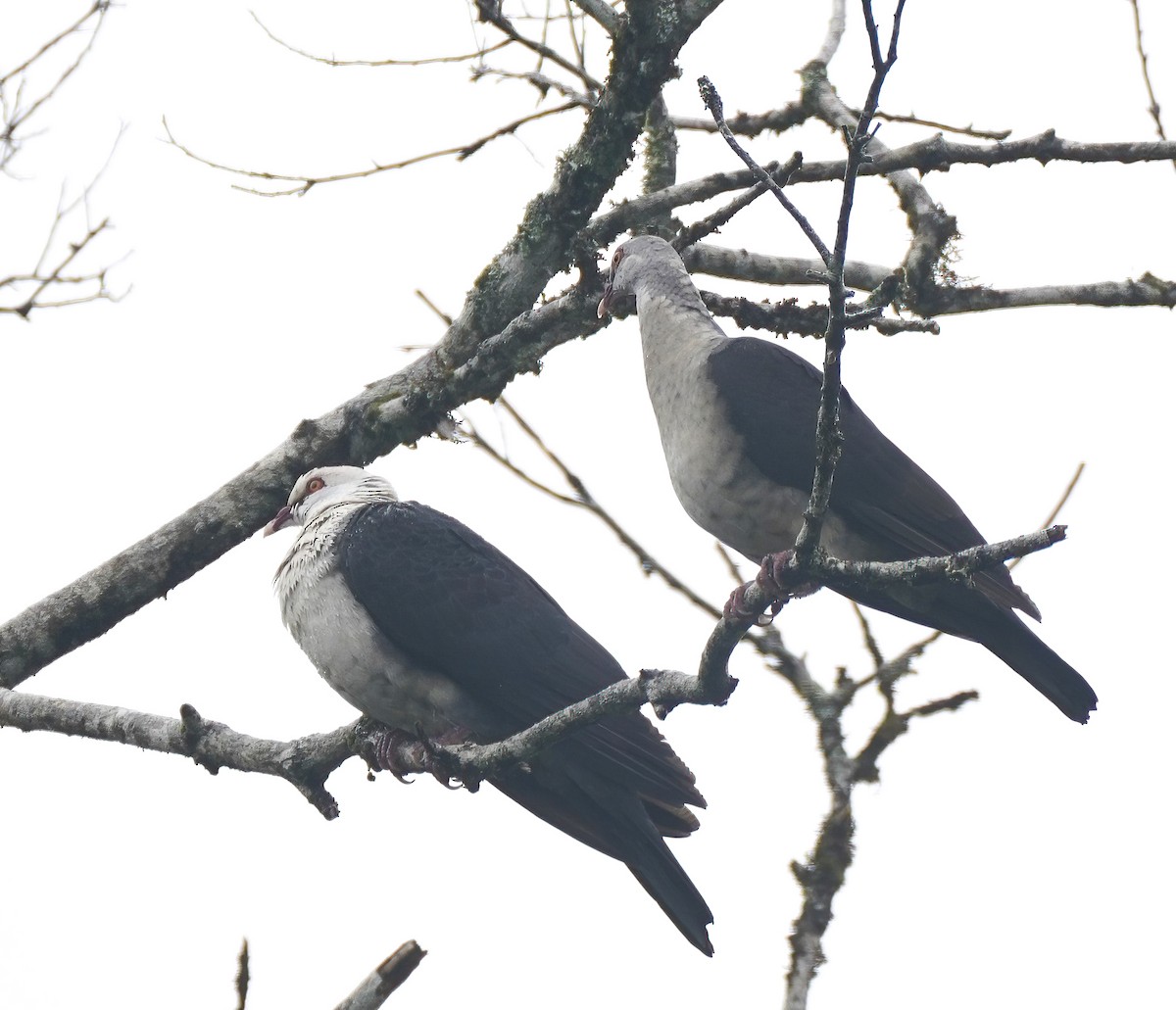 holub běloprsý - ML644312019