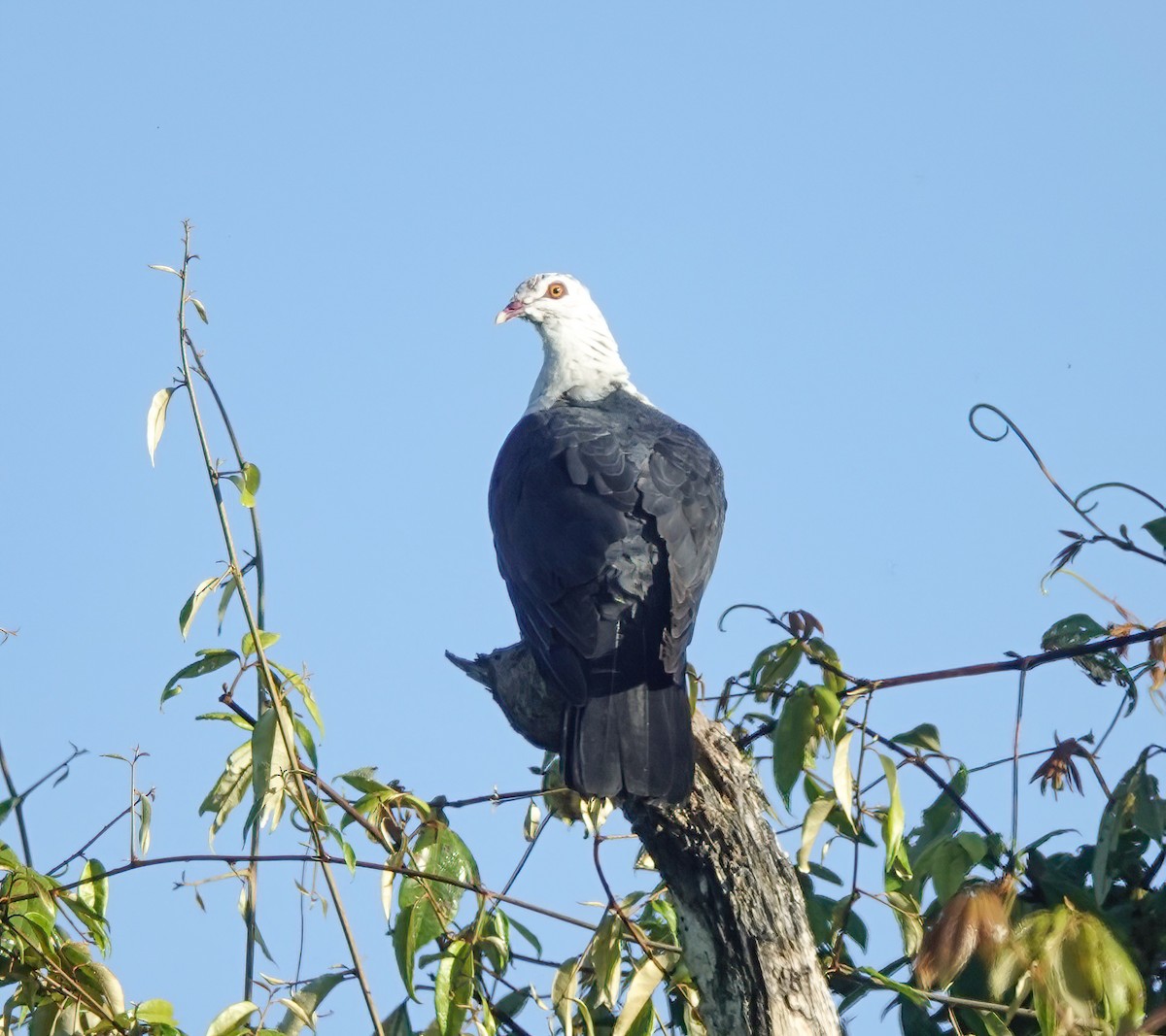 holub běloprsý - ML644312020