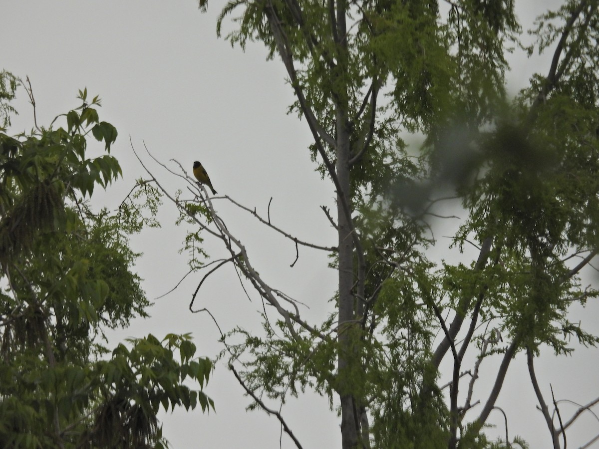 Magellanzeisig - ML644312029