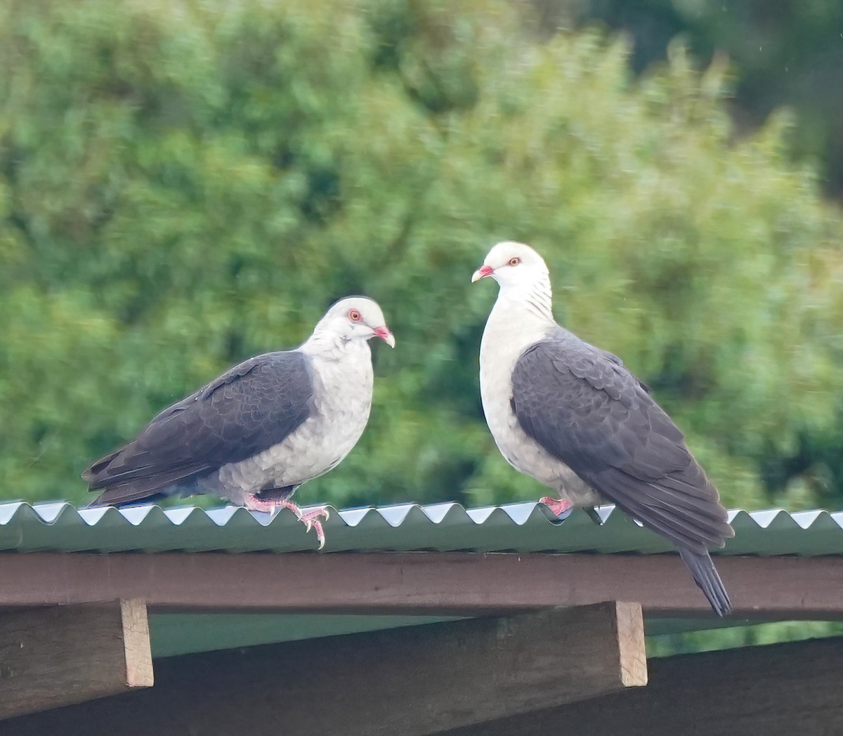 holub běloprsý - ML644312041